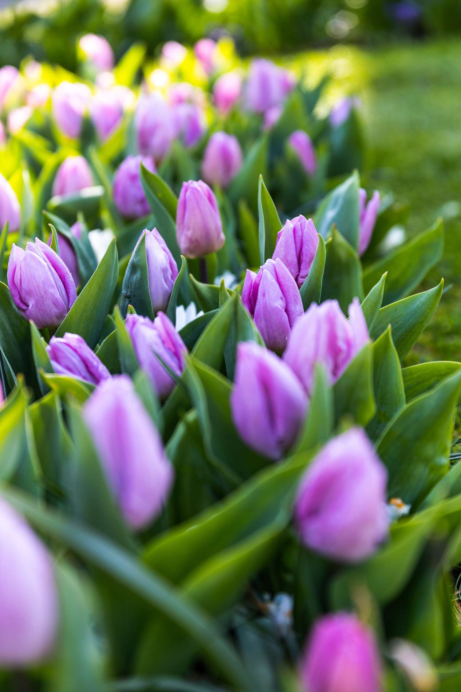 Tulpe 'Candy Prince' - Tulipaner